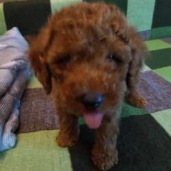 Продаётся щенок мини пуделя. Πωλείται κουταβάκι poodle