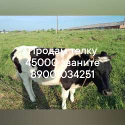 Продам телку