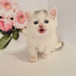 Munchkin male odd eyes фото 3