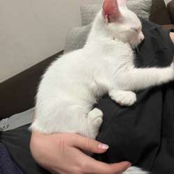 котенок бесплатно в Петрозаводске фото 3