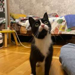 Кошка в добрые руки