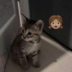Котята в добрые руки! в Казани фото 5