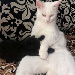Отдам котенка в добрые руки в Барнауле