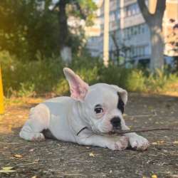 Французский бульдог