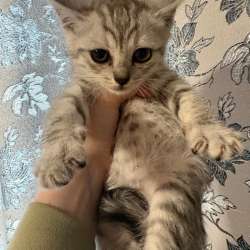 Котята в Якутске фото 5