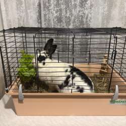 Декоративный кролик