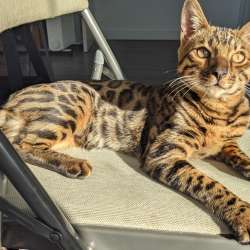 Бенгальский кот