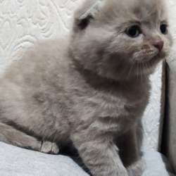 Котята шотландцы британцы фото 7