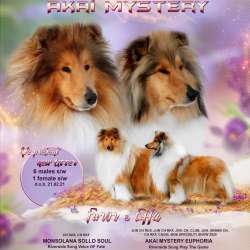 Collie rough Puppies фото 5