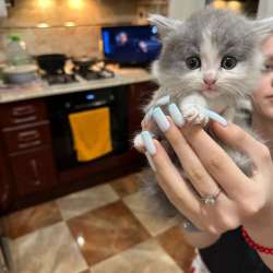 Котенок