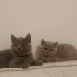 Chatons British