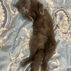 Кошка в добрые руки