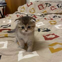 Шотландский вислоухий котёнок в Самаре