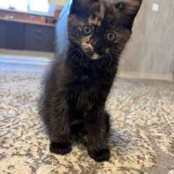 Котята в добрые руки в Наро-Фоминске фото 3