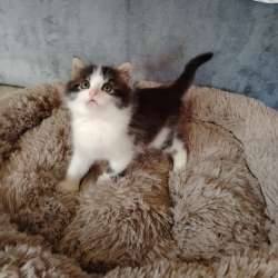 Отдам игривых котят)
