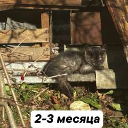 Котята бесплатно в Менделеевске