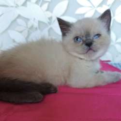Скоттиш фолд и Скоттиш страйт шиншиллыРодословная фото 12