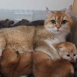 Золотые британские котята