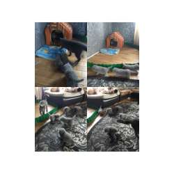 Scottish Fold, schottische Katze