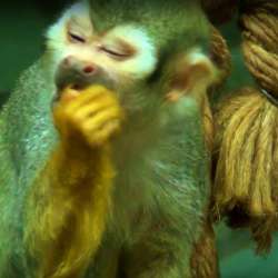 Обезьянка ищет ответственную, обеспеченную Семью. Monkey фото 10