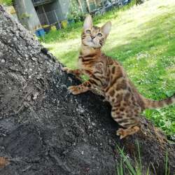 Бенгальский котенок, бенгальская кошка, бенгалочка фото 9