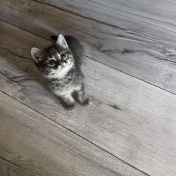 Котенок в Шуе