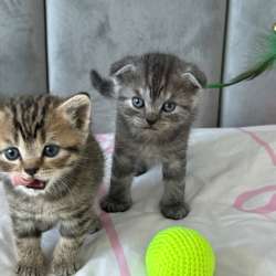 Продам породистых котят) в Тольятти фото 4