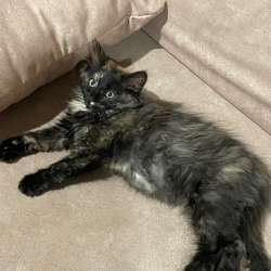 Котёнок трёхцветный