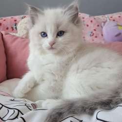 Самый нежный котенок Рэгдолл в Москве