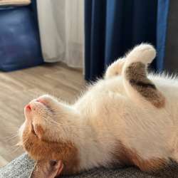 кошка Муся
