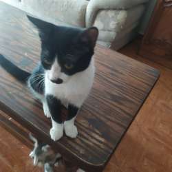 Ласковые и умные котята