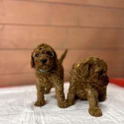Карликовый Пудель Poodle фото 22