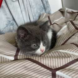 Котенок