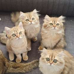 Котята шотландские
