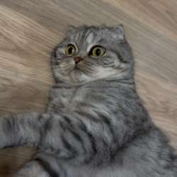 Кошка на вязку в Москве