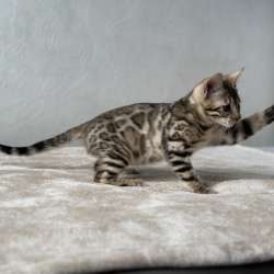 Available Bengal kittens фото 12