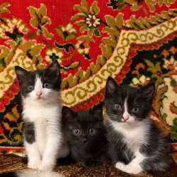 Котята добрым хозяевам в Наро-Фоминске фото 17