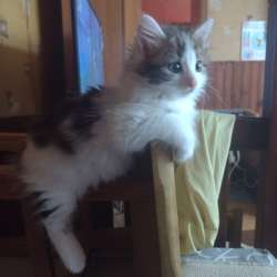 Отдам котят в добрые руки фото 4