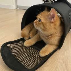 Переноска для котят в Петрозаводске