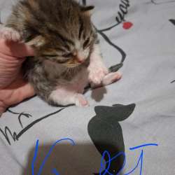 Котята , ищут дом в Костроме фото 3