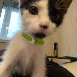 Котенок в добрые руки