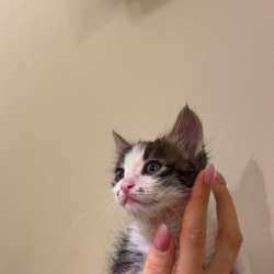 Котята ищут дом в Москве фото 7