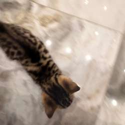 Бенгальский котенок девочка