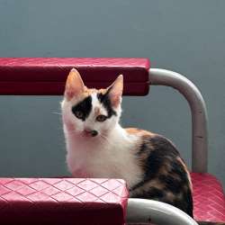 Котенок в добрые руки фото 3