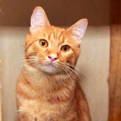 Рыжий Серафим, юный котик в добрые руки