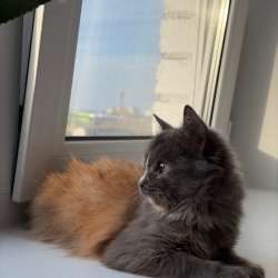 Котенок в Чебоксарах фото 5