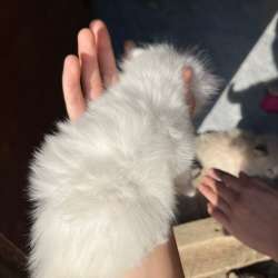 котята