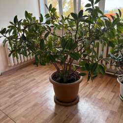 Продам Фикус