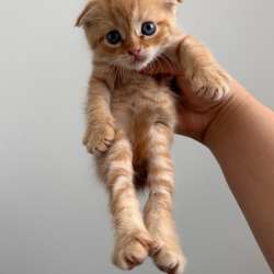 Шотландский котята вислоухие