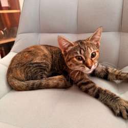 Котёнок в добрые руки в Ставрополе фото 4